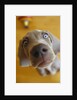 Weimaraner Puppy Staring by Anonymous