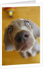 Weimaraner Puppy Staring by Anonymous