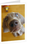 Weimaraner Puppy Staring by Anonymous