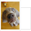 Weimaraner Puppy Staring by Anonymous