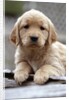 Golden Retriever Puppy by Anonymous