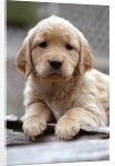 Golden Retriever Puppy by Anonymous