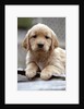 Golden Retriever Puppy by Anonymous