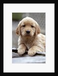 Golden Retriever Puppy by Anonymous