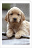 Golden Retriever Puppy by Anonymous