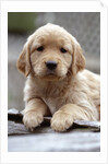 Golden Retriever Puppy by Anonymous