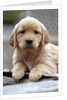 Golden Retriever Puppy by Anonymous