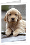 Golden Retriever Puppy by Anonymous