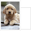Golden Retriever Puppy by Anonymous