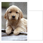 Golden Retriever Puppy by Anonymous