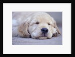 Golden Retriever Puppy Sleeping by Anonymous