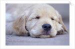 Golden Retriever Puppy Sleeping by Anonymous