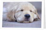 Golden Retriever Puppy Sleeping by Anonymous