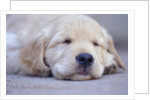 Golden Retriever Puppy Sleeping by Anonymous