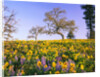 Field of Lupines and Sunflowers by Anonymous