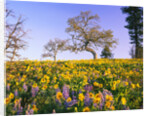 Field of Lupines and Sunflowers by Anonymous