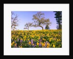 Field of Lupines and Sunflowers by Anonymous