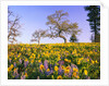 Field of Lupines and Sunflowers by Anonymous