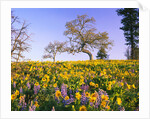 Field of Lupines and Sunflowers by Anonymous