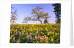 Field of Lupines and Sunflowers by Anonymous