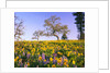 Field of Lupines and Sunflowers by Anonymous