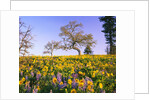 Field of Lupines and Sunflowers by Anonymous