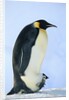 Penguin Chick Warming Under Adult by Anonymous