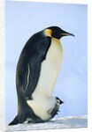 Penguin Chick Warming Under Adult by Anonymous