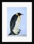 Penguin Chick Warming Under Adult by Anonymous