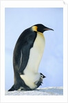 Penguin Chick Warming Under Adult by Anonymous