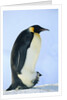 Penguin Chick Warming Under Adult by Anonymous