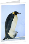 Penguin Chick Warming Under Adult by Anonymous