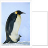 Penguin Chick Warming Under Adult by Anonymous