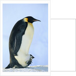 Penguin Chick Warming Under Adult by Anonymous