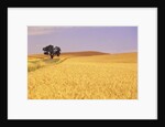 Oak Tree Amidst Wheat Fields by Anonymous