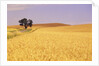 Oak Tree Amidst Wheat Fields by Anonymous