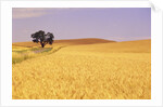 Oak Tree Amidst Wheat Fields by Anonymous