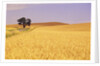 Oak Tree Amidst Wheat Fields by Anonymous