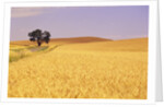 Oak Tree Amidst Wheat Fields by Anonymous