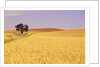 Oak Tree Amidst Wheat Fields by Anonymous