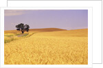 Oak Tree Amidst Wheat Fields by Anonymous