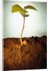 Hazel Tree Seedling and Exposed Root by Anonymous