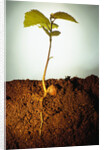 Hazel Tree Seedling and Exposed Root by Anonymous