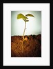 Hazel Tree Seedling and Exposed Root by Anonymous