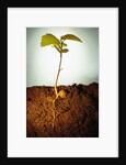 Hazel Tree Seedling and Exposed Root by Anonymous