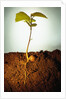 Hazel Tree Seedling and Exposed Root by Anonymous