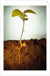 Hazel Tree Seedling and Exposed Root by Anonymous