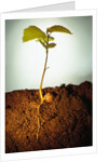 Hazel Tree Seedling and Exposed Root by Anonymous