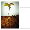 Hazel Tree Seedling and Exposed Root by Anonymous
