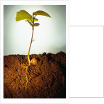 Hazel Tree Seedling and Exposed Root by Anonymous